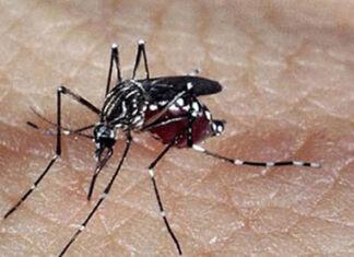 Secretaria da Saúde confirma mais 13.049 casos e 23 óbitos por dengue no Paraná