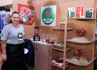 Com IG, morangos do Norte Pioneiro ganham visibilidade e atraem compradores nacionais