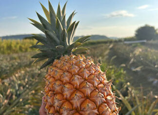 Abacaxi orgânico é aposta de produtores do Norte Pioneiro