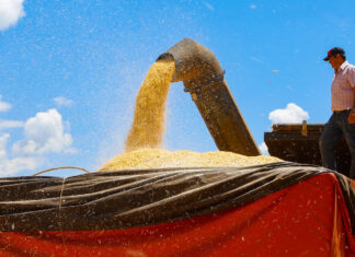 Colheita do milho da segunda safra paranaense alcança 42% da área