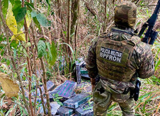 Combate ao tráfico: apreensões de maconha e cocaína crescem no Paraná no 1º semestre