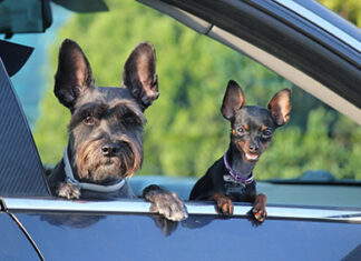 Pets podem ser enterrados em cemitérios humanos? bichinhos de estimação