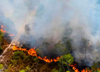 Paraná está próximo de bater recorde histórico de incêndios no meio rural