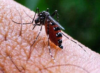 Tem início novo período sazonal da dengue 2024/2025 DENGUE