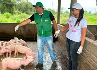 Seleção aberta de instrutores para os cursos na área de suínos FAEP
