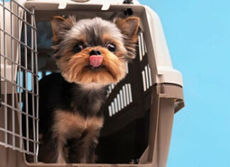 Grupo de Trabalho é instituído para discutir melhorias no transporte aéreo de animais Transporte aéreo