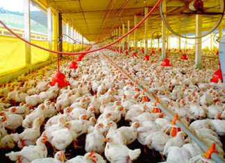 Sistema FAEP lança cartilha com cursos de avicultura FAEP