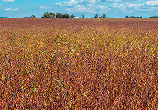Seca causa prejuízos no campo FAEP