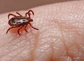 Profissionais da saúde do Norte Pioneiro recebem capacitação sobre febre maculosa