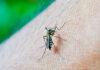 Boletim da SESA/PR confirma mais 262 casos de dengue no Paraná