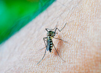 Boletim da SESA/PR confirma mais 262 casos de dengue no Paraná