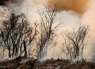 Paraná bate recorde de incêndios rurais
