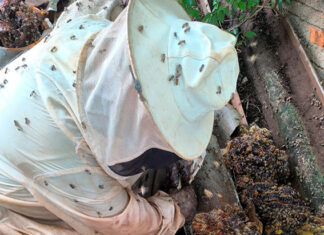 Ataque de abelhas deixa seis pessoas feridas no Bairro Invernada Abelhas