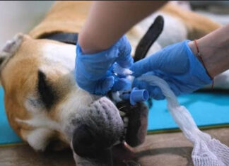 UENP divulga editais para residência em Enfermagem e Medicina Veterinária