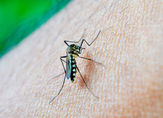 Desde início do período epidemiológico, já são 5.375 diagnósticos confirmados e dois óbitos no Paraná