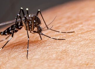 Boletim da Saúde confirma 462 novos casos de dengue no Paraná