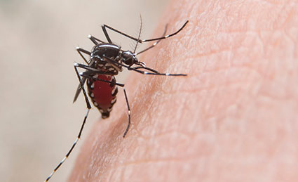 DENGUE