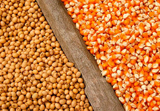 Sistema FAEP credencia instrutores para curso de classificação de milho e soja