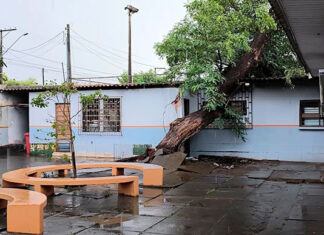 Queda de árvore provoca estragos em escola de Bandeirantes
