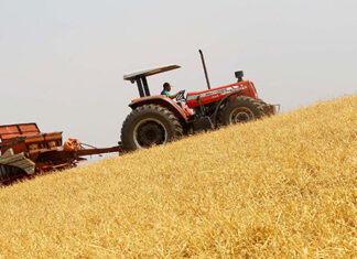 Boletim agropecuário mostra transição entre as safras de grãos e batata no Paraná
