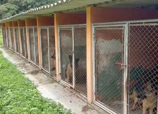 PCPR resgata 120 cães vítimas de maus-tratos em Almirante Tamandaré