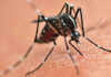 Sorotipo 3 do vírus da Dengue circula no Paraná