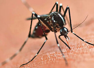 Sorotipo 3 do vírus da Dengue circula no Paraná