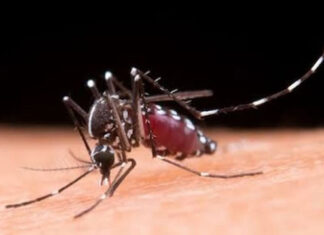 Desde 2008 sem circular no país, sorotipo 3 da Dengue preocupa autoridades