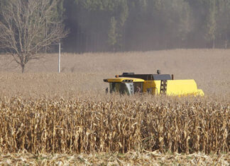 1ª safra de milho pode ter resultado histórico no Paraná; 2ª safra tem chance de recorde