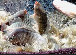 MAPA prorroga consulta pública sobre importação de tilápia