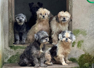 Mais de 130 cães são resgatados por maus- tratos pela PCPR