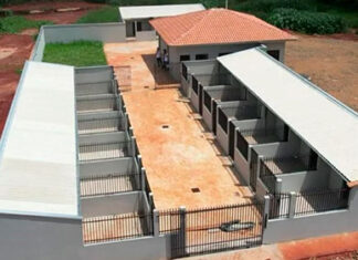 Animais em situação de rua vão ganhar abrigo temporário em Jacarezinho