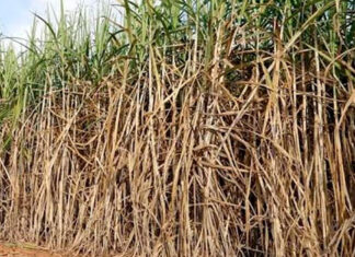 Consecana chega à reunião de número 300, promovendo ambiente saudável de negociação