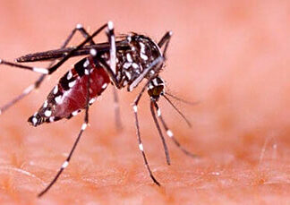 Registrado óbito por Dengue em Andirá