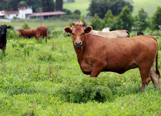 Tecpar vai participar de conferência internacional sobre febre aftosa em Curitiba