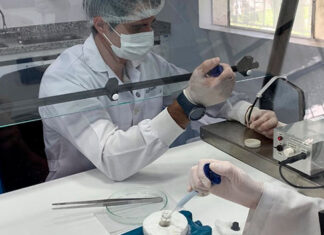 Veneno de 2,5 mil aranhas-marrons será extraído para produção de soro