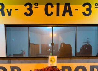 Cães policiais atuam com a BPRv e ajudam a apreender 270 kg de maconha