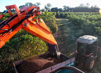 Deral traça panorama da safra de grãos no Paraná