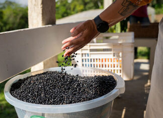 Estado compra R$ 130 milhões da agricultura familiar e distribui 19 mil toneladas de alimentos