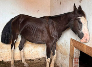 Maus-tratos de animais não se limitam à agressão física, alerta PCPR