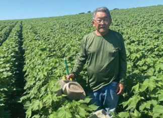 Mudanças no cenário, retorno ao plantio de algodão pode diversificar renda do produtor
