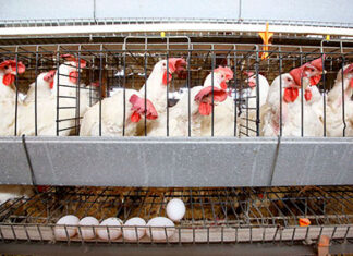 Produção de ovos para consumo cresce 5,7% no Paraná em 2024