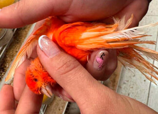 Mais de cinco mil aves exóticas são resgatadas em situação de maus-tratos