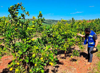 Municípios recebem força-tarefa da regional Adapar contra doença de Greening