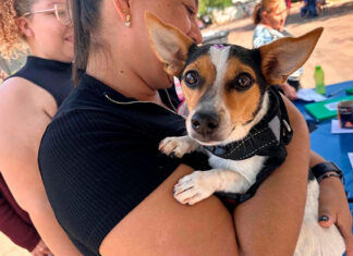 CastraPet Paraná fecha o 4º ciclo com atendimento a 31.448 cães e gatos