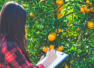 Vestibular para curso de Tecnologia em Fruticultura da UENP está com inscrições abertas