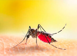 Paraná tem mais 2.880 casos e dois óbitos por dengue