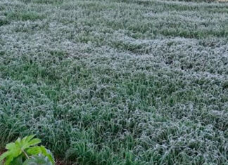 IDR-Paraná e Simepar iniciam serviço Alerta Geada na segunda-feira