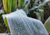 Onda de frio no campo: IDR-Paraná reforça cuidados em culturas mais sensíveis