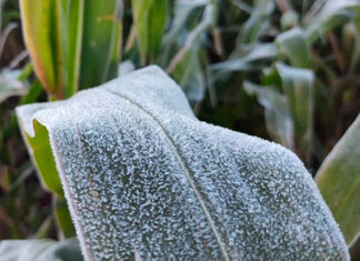 Onda de frio no campo: IDR-Paraná reforça cuidados em culturas mais sensíveis